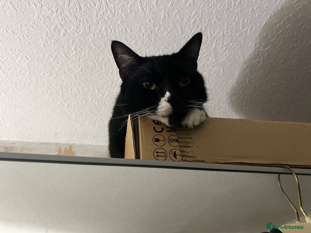 Mixed Breed cats for sale: Maine Coon mix boy - Image 3