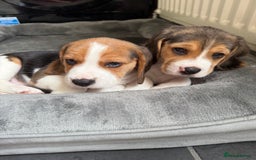 Beagle dogs for sale: Beagle puppies - Image 10