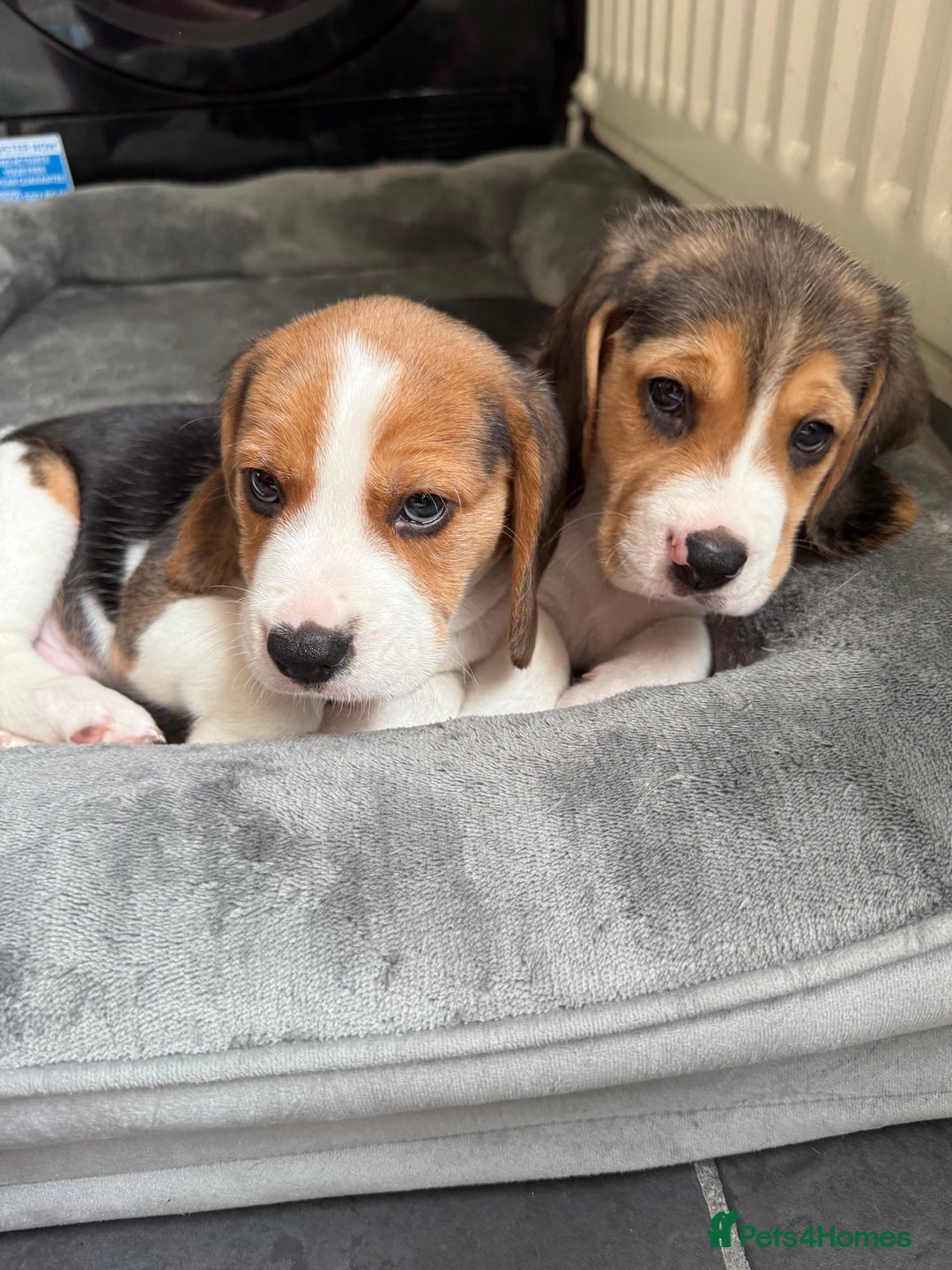 Beagle dogs for sale: Beagle puppies - Image 10