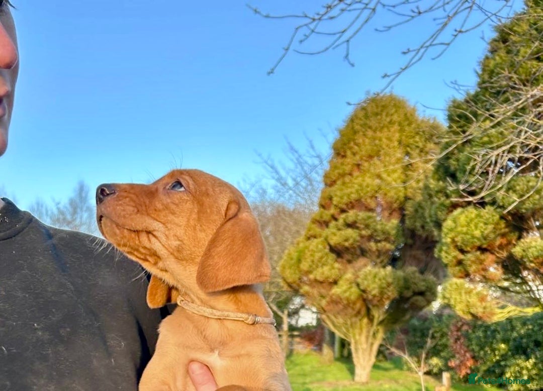 Mixed Breed dogs for sale: Stunning quality Vizslador puppies  - Advert 13