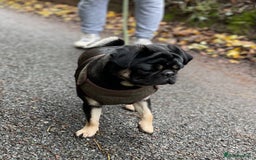 Pug dogs for stud: KC Registered Black Tan Pug 🌈 in Stourport-on-Severn - Image 7