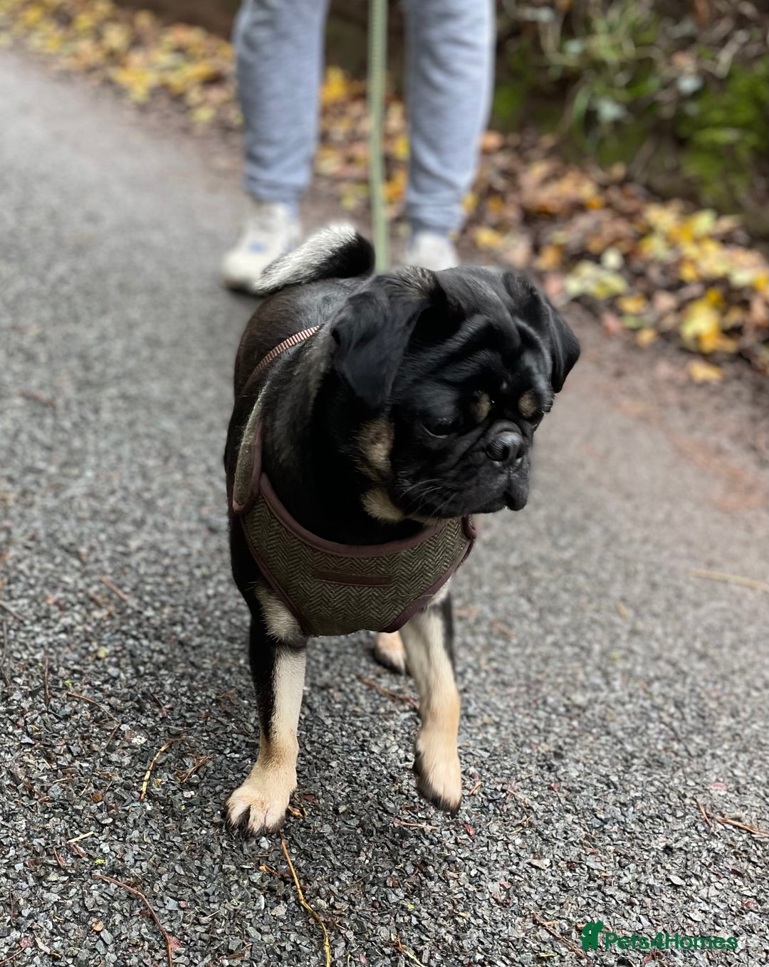 Pug dogs for stud: KC Registered Black Tan Pug 🌈 in Stourport-on-Severn - Image 7