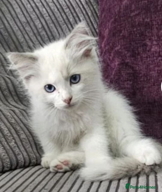 Ragdoll cats Stunning ragdoll kittens looking for loving homes - Advert 3
