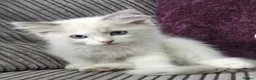 Ragdoll cats for sale: Stunning ragdoll kittens looking for new homes - Advert 1