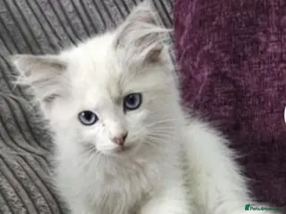 Ragdoll cats Stunning ragdoll kittens looking for loving homes - Advert 3