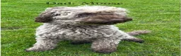 Australian Labradoodle dogs for sale: Australian labradoodle's  - Advert 4