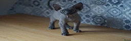 Devon Rex cats for sale: 💙  Blue male Kitten Available 💙 - Advert 5