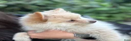 Pomeranian dogs for sale: 750 £ Last Pomeranian girl white  - Advert 3