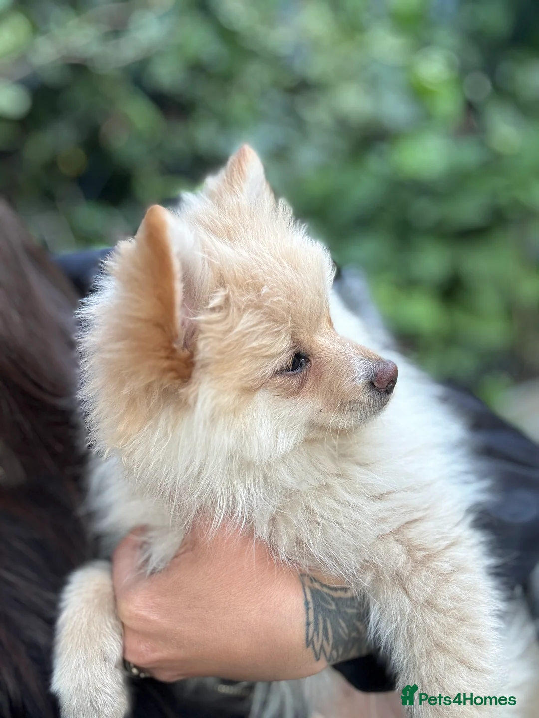 Pomeranian dogs for sale: 750 £ Last Pomeranian girl white  - Advert 3