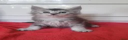 Maine Coon cats for sale: Active Tica Reg Maine Coone Kittens  - Advert 4