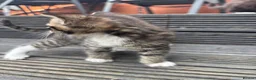 Mixed Breed cats for sale: Beautiful kitten’s  - Advert 11