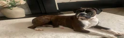 Boxer dogs for sale: Pedigree female bobtail - Advert 1