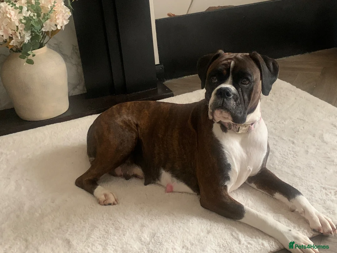 Boxer dogs for sale: Pedigree female bobtail - Advert 1