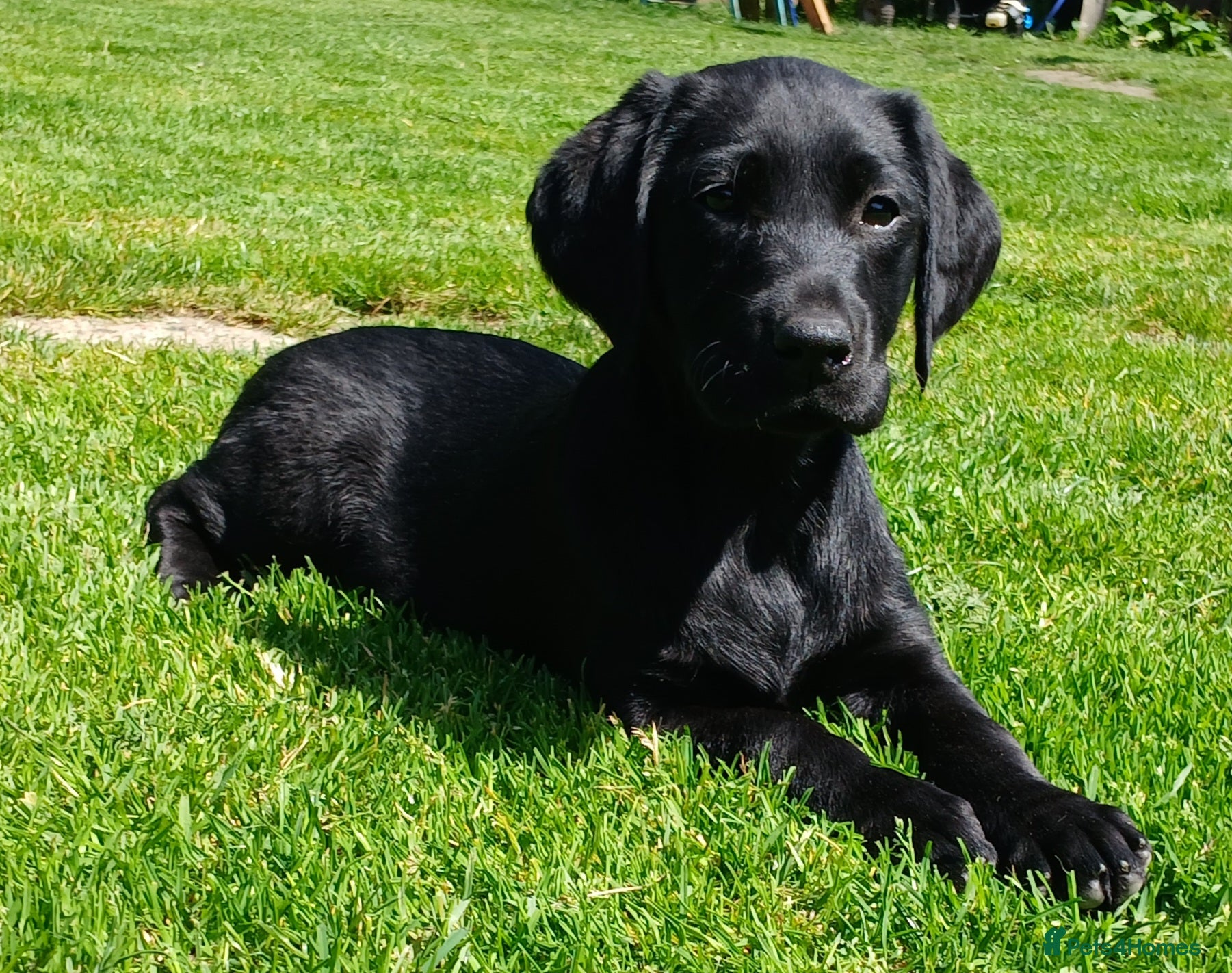 Labrador Retriever dogs **ONLY GIRLS LEFT**Chunky KC reg Labrador Pups - Advert 16
