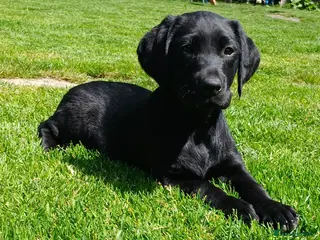 Labrador Retriever dogs **ONLY GIRLS LEFT**Chunky KC reg Labrador Pups - Advert 16