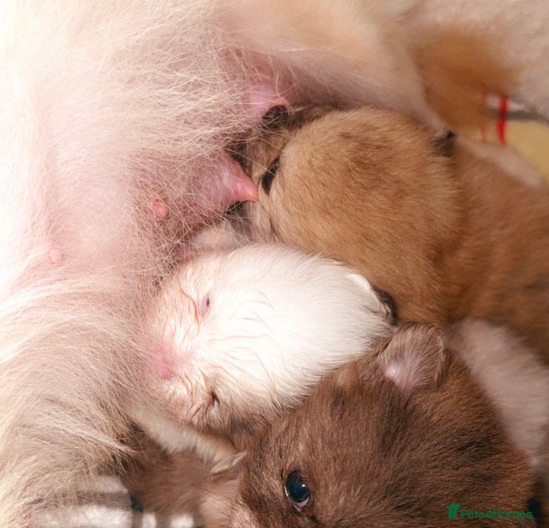 Pomeranian dogs for sale: ✨🐶SPECIAL SMALL SKY🩵BLUE 👀 POMS🐶✨ - Image 15