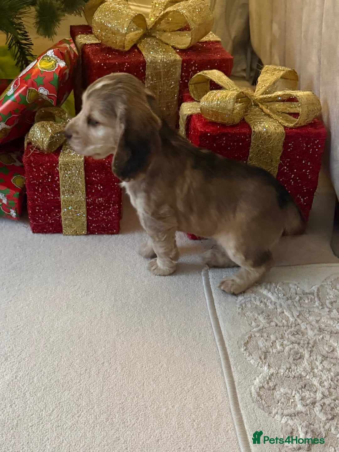 Cocker Spaniel dogs for sale: 2 girls left! Litter of 6 adorable kc reg puppies  - Advert 5