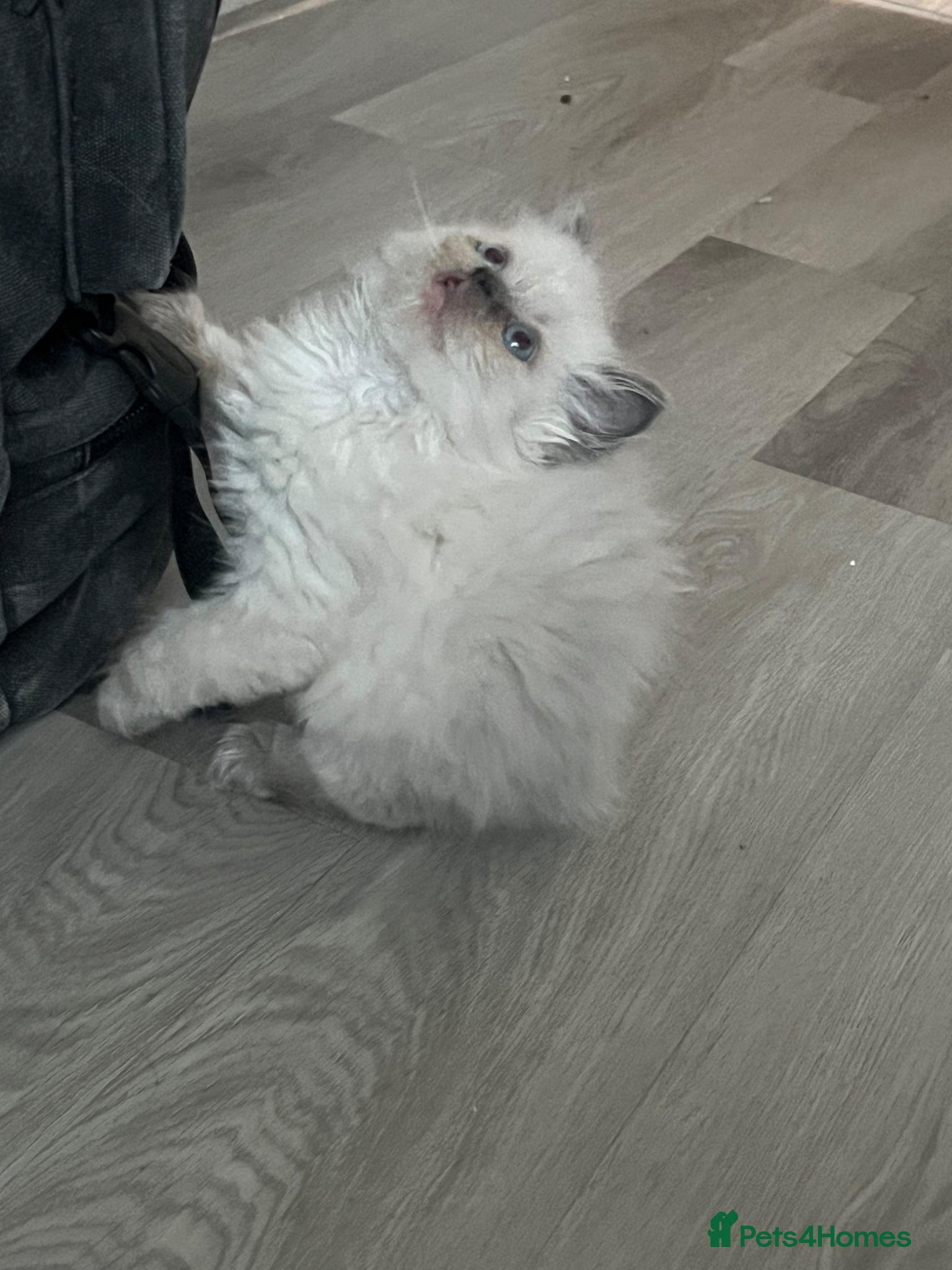 Ragdoll cats 3 male 2 female  - Advert 17