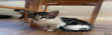 Oreo