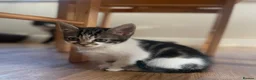 British Shorthair cats for sale: Adorable Kittens Looking for Loving Homes - Advert 18