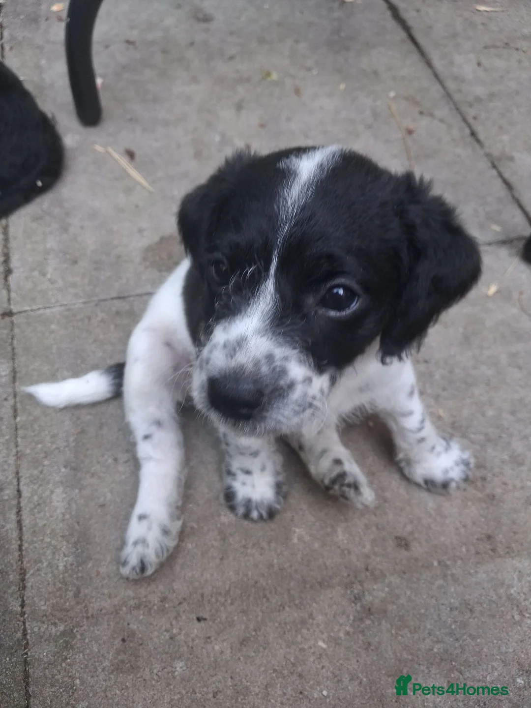 Chipoo dogs for sale: Miniature poodle cross chipoo  - Advert 19