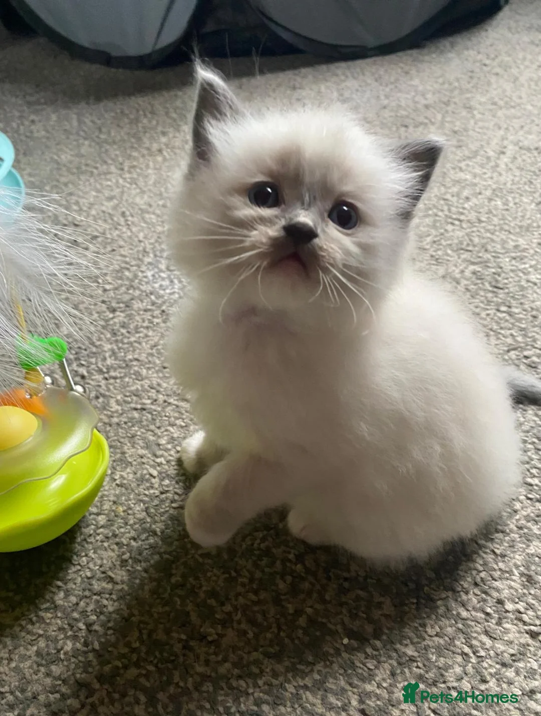 Ragdoll cats for sale: Purebreed Ragdoll kittens - Advert 8