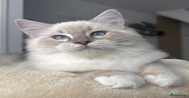 Ragdoll cats - Advert 3