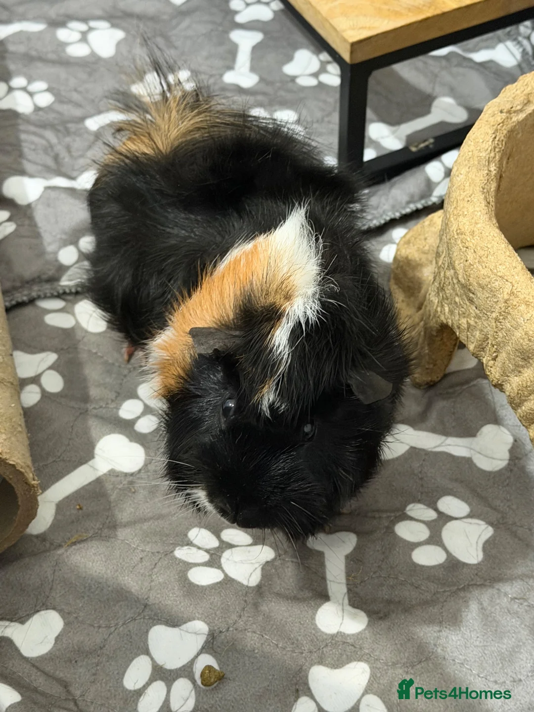 Guinea Pig rodents for sale: 2 brother male guinea pigs looking for a new home  in Whitby - Advert 1