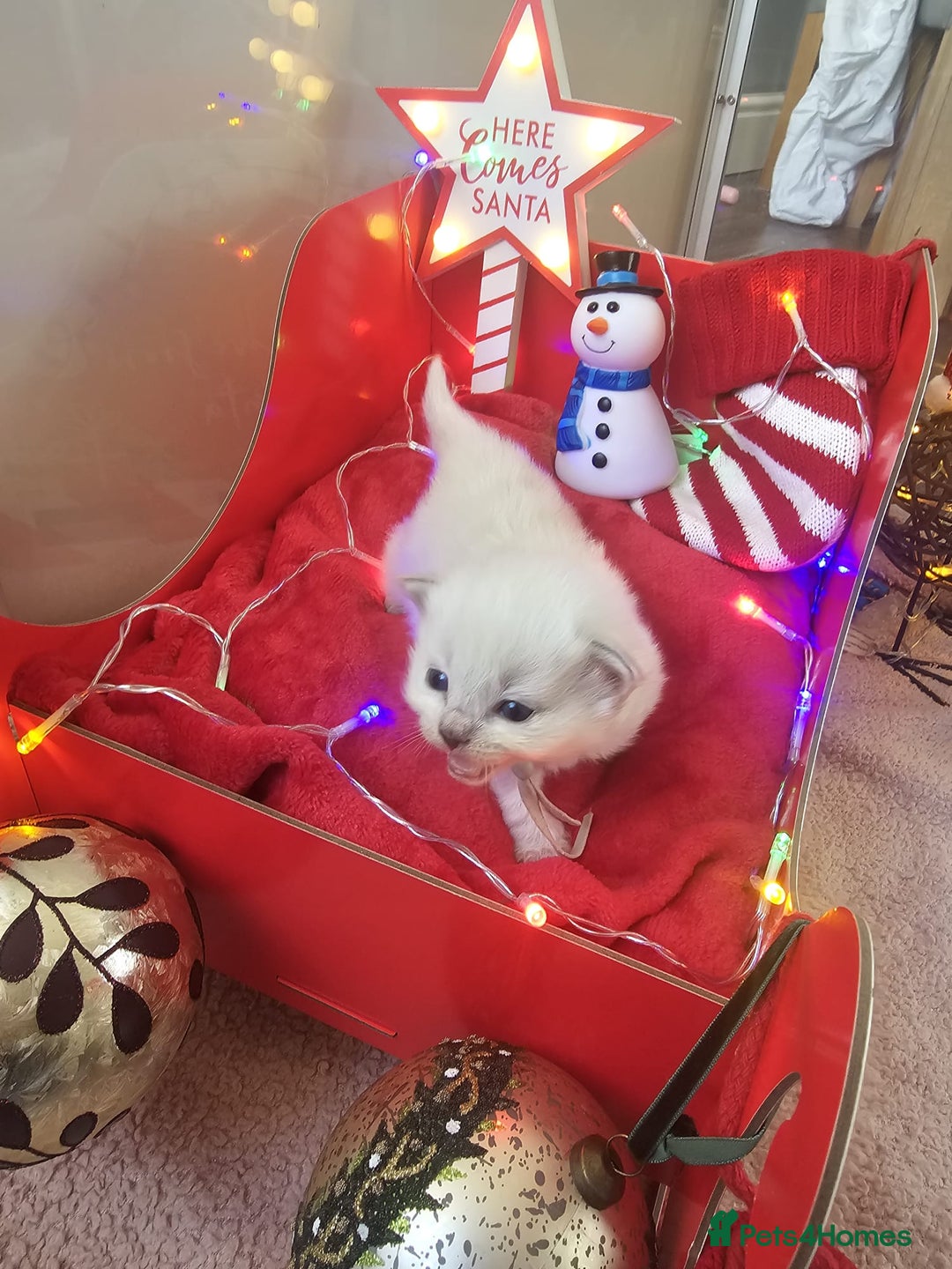 Ragdoll cats for sale: 8 beautiful ragdolls ready for Christmas 🎁 - Advert 12