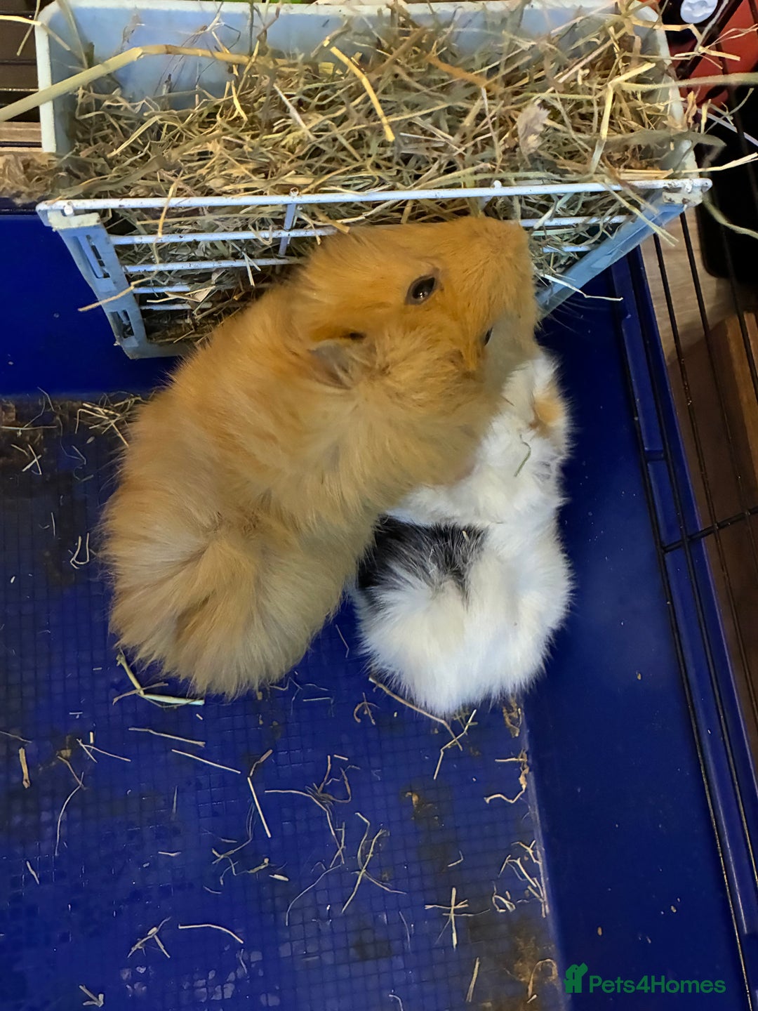 Guinea Pig rodents for sale: Two male guinea pigs - Advert 4