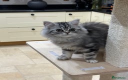 British Shorthair cats for sale: SILVER TABBIES - Registered & Full Pedigree - Image 25