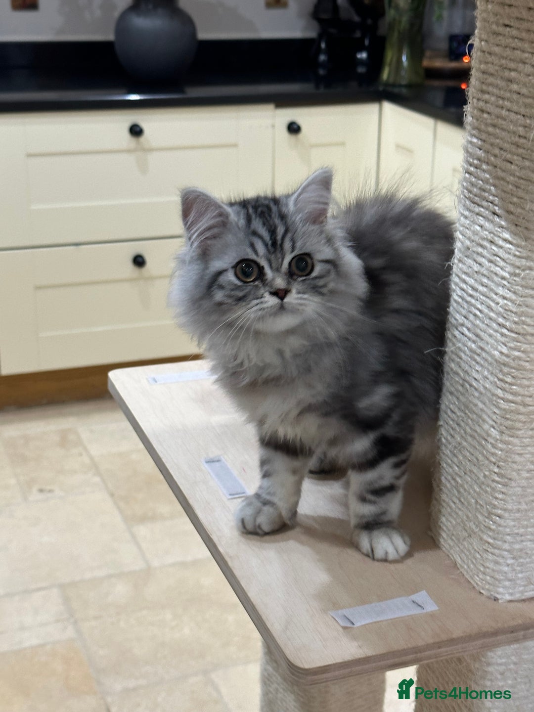 British Shorthair cats for sale: SILVER TABBIES - Registered & Full Pedigree - Image 25