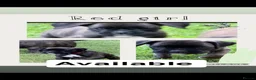 Boxer dogs for sale: IKC Reg Boxer puppies  - Advert 9