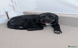 Mixed Breed dogs for sale: Looking for active couple/person with no kids/cats - Image 3