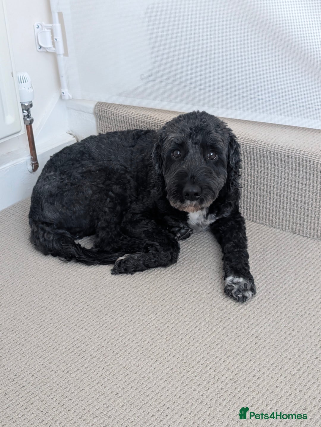 Mixed Breed dogs for sale: Looking for active couple/person with no kids/cats - Image 3