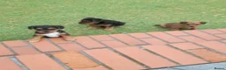 Patterdale Terrier dogs for sale: Pattadale terrier pups in Liverpool - Advert 25