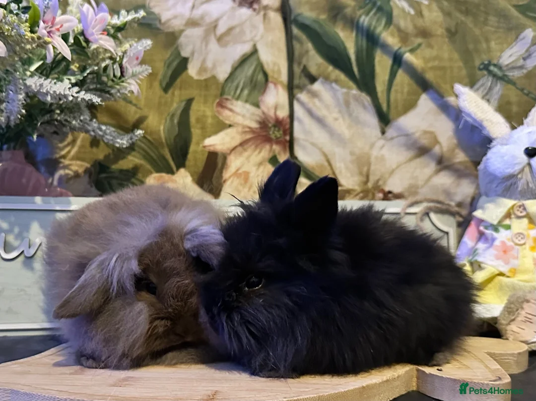 Mini Lion Lop rabbits for sale: Mini lion lop and lion head babies  - Advert 2