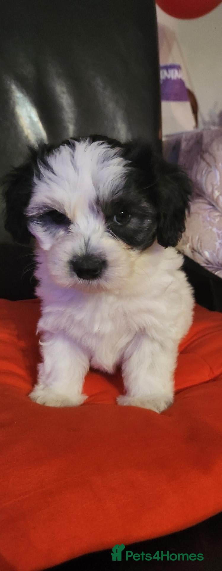 Bichon Frise dogs Bichon Frise & Bichon Maltese - Advert 1