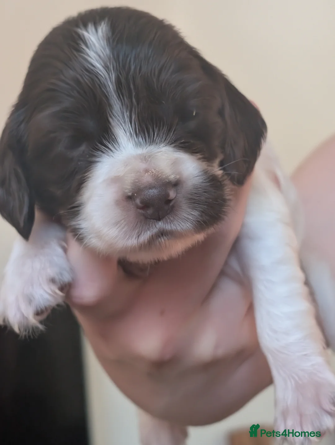 Cocker Spaniel dogs for sale: Mrs Michelle kemp  - Advert 1