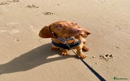 Hungarian Vizsla dogs for stud: Hungarian Vizsla Stud - Image 13