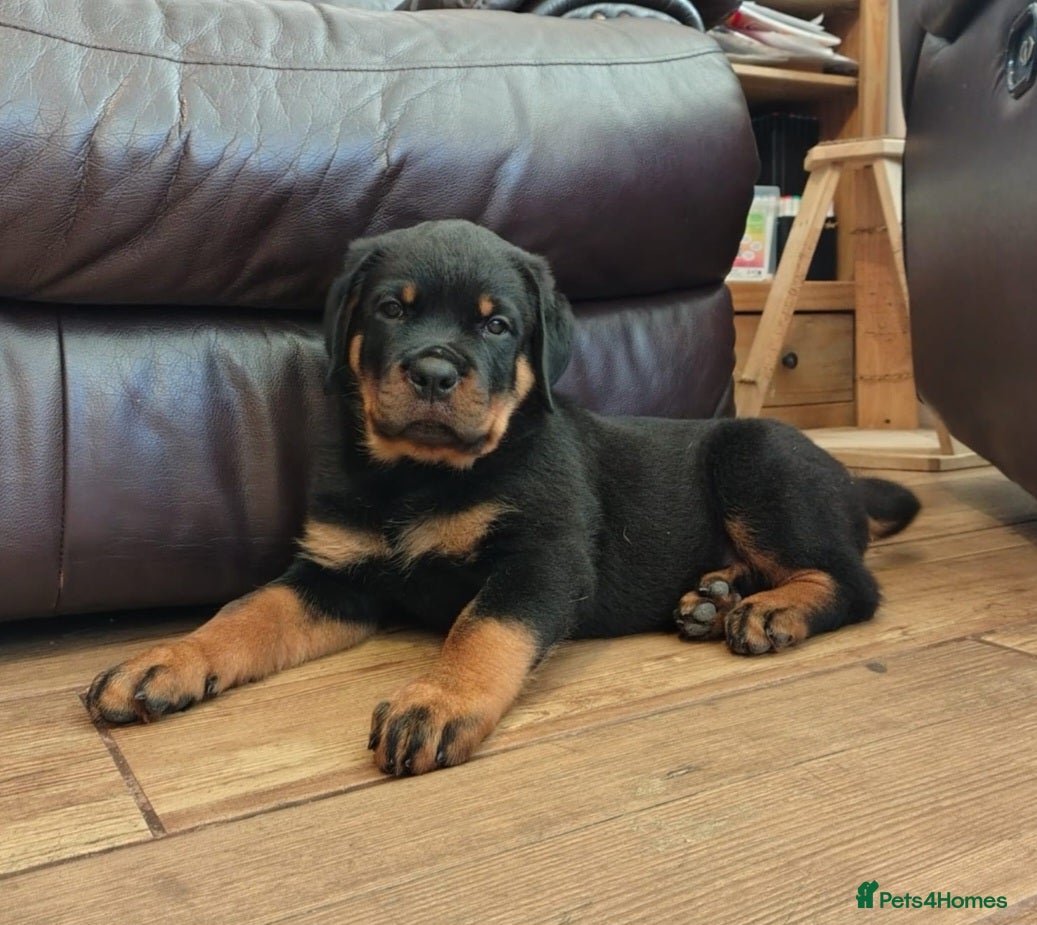 Rottweiler dogs MASSIVE ROTTWEILER PUPPIES  - Advert 6