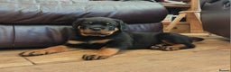 Rottweiler dogs for sale: MASSIVE ROTTWEILER PUPPIES  - Advert 9
