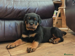Rottweiler dogs MASSIVE ROTTWEILER PUPPIES - Advert 17