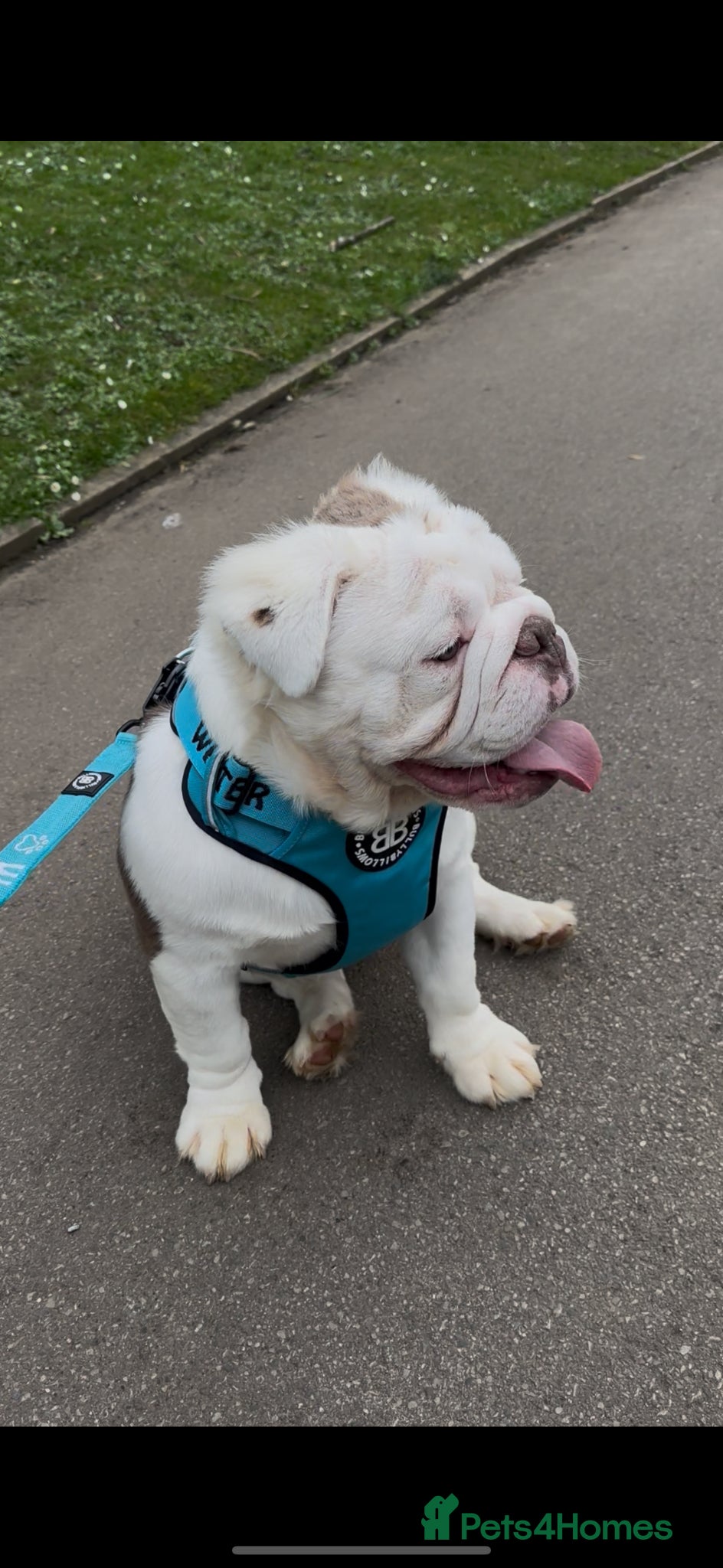 English Bulldog dogs Full Visual Fluffy English Bulldog  - Advert 1