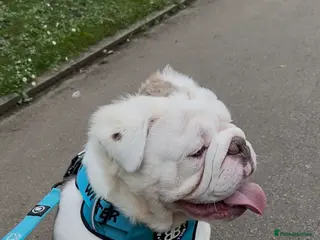 English Bulldog dogs Full Visual Fluffy English Bulldog - Advert 1