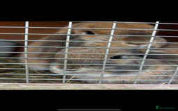 Mini Lop rabbits for sale: Mother & son stunning Mini Lops 3.5yr & 1 year old - Image 6