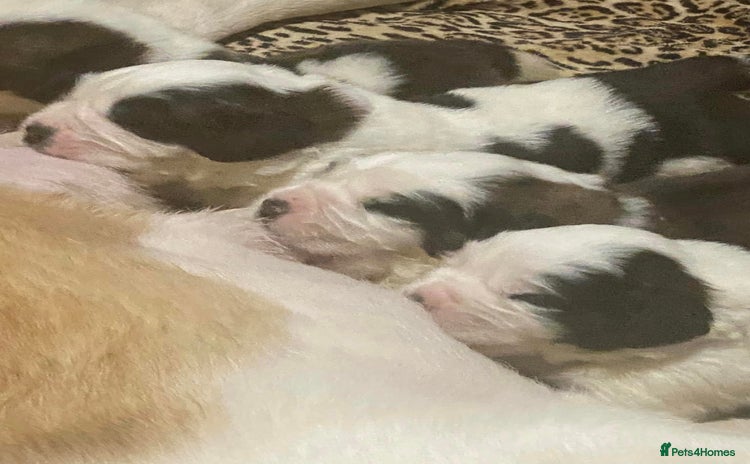 Saint Bernard dogs - Advert 2