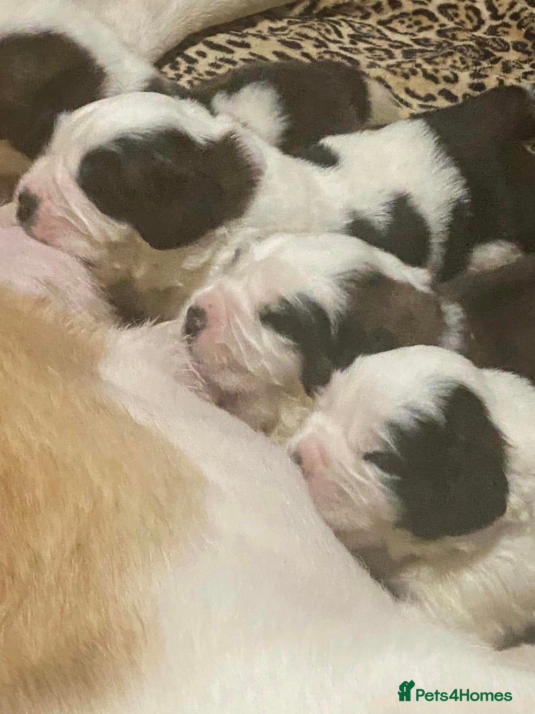 Saint Bernard dogs for sale: One male st bernard puppy - Image 1