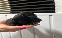 Miniature Dachshund dogs for sale: READY NOW! DAPPLE MINIATURE DACHSHUNDS⭐️ - Image 12