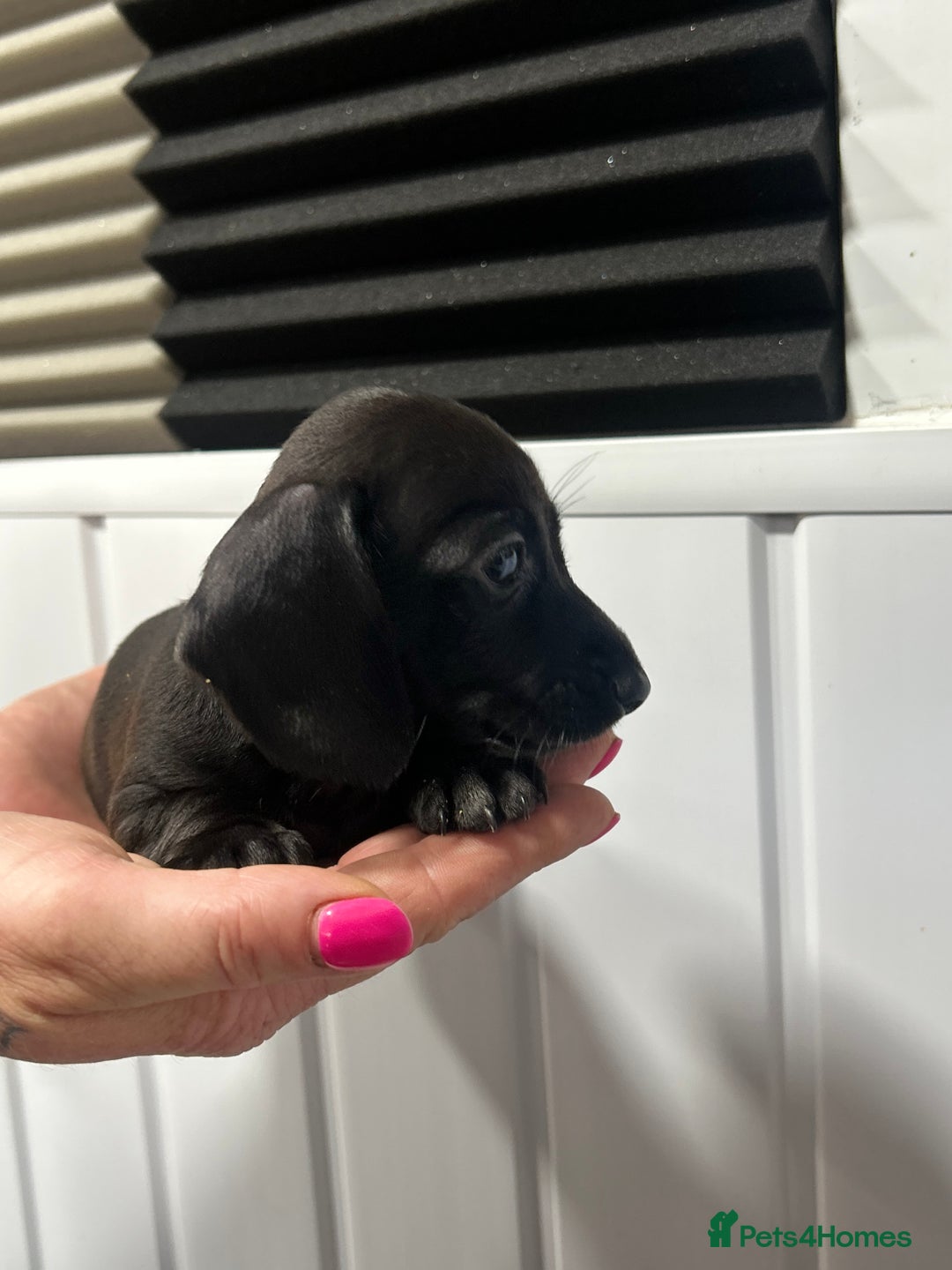 Miniature Dachshund dogs for sale: READY NOW! DAPPLE MINIATURE DACHSHUNDS⭐️ - Image 12